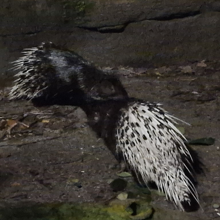 Malayan Porcupine