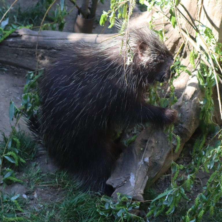 North American Porcupine