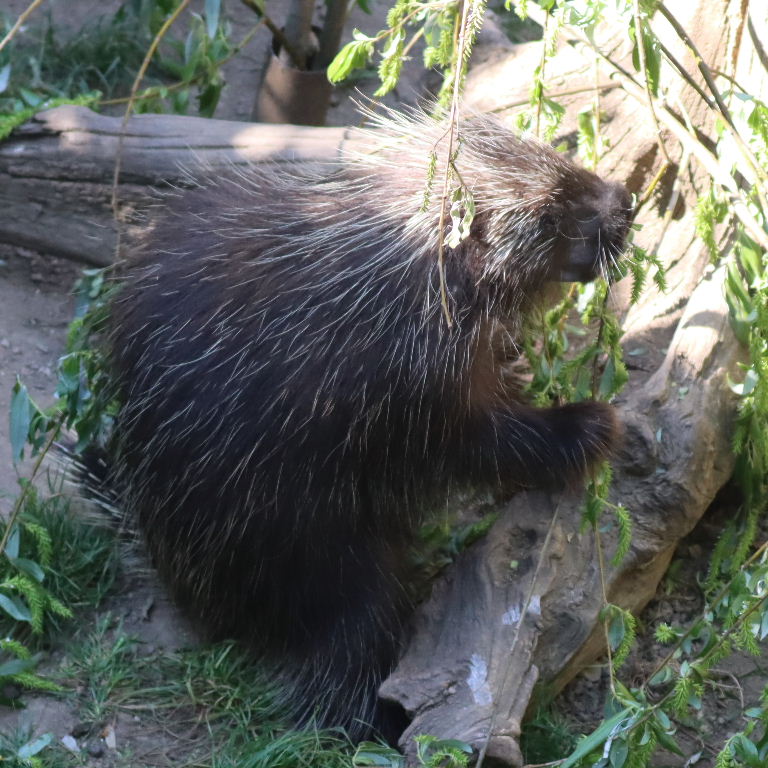 North American Porcupine