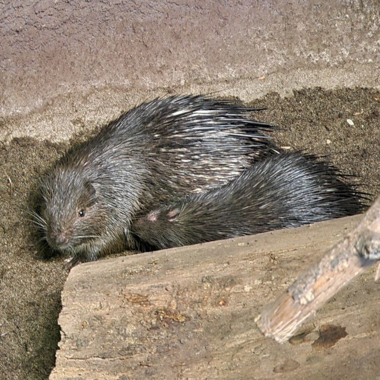 Philippine Porcupine