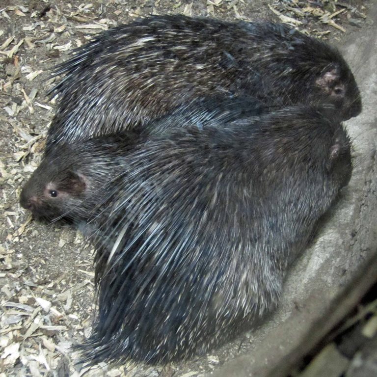 Philippine Porcupine