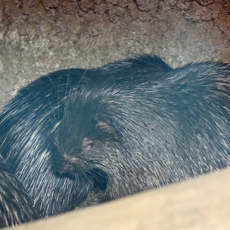 Philippine Porcupine