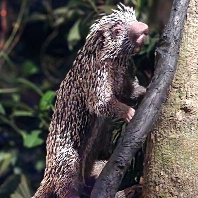 Brazilian Prehensile-tailed Porcupine
