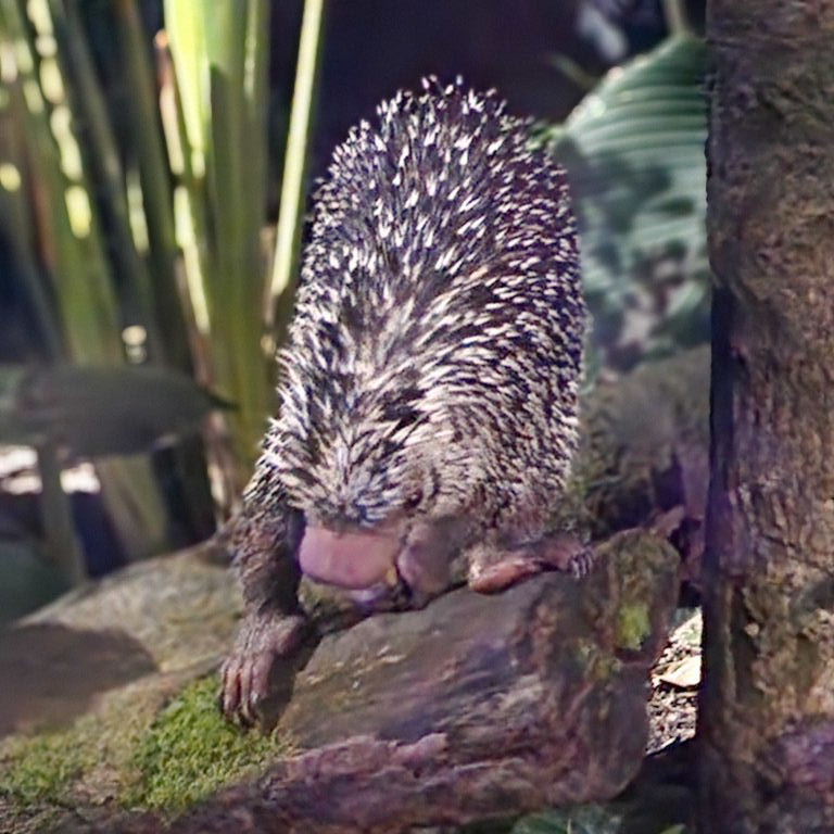 Prehensile-tailed Porcupine