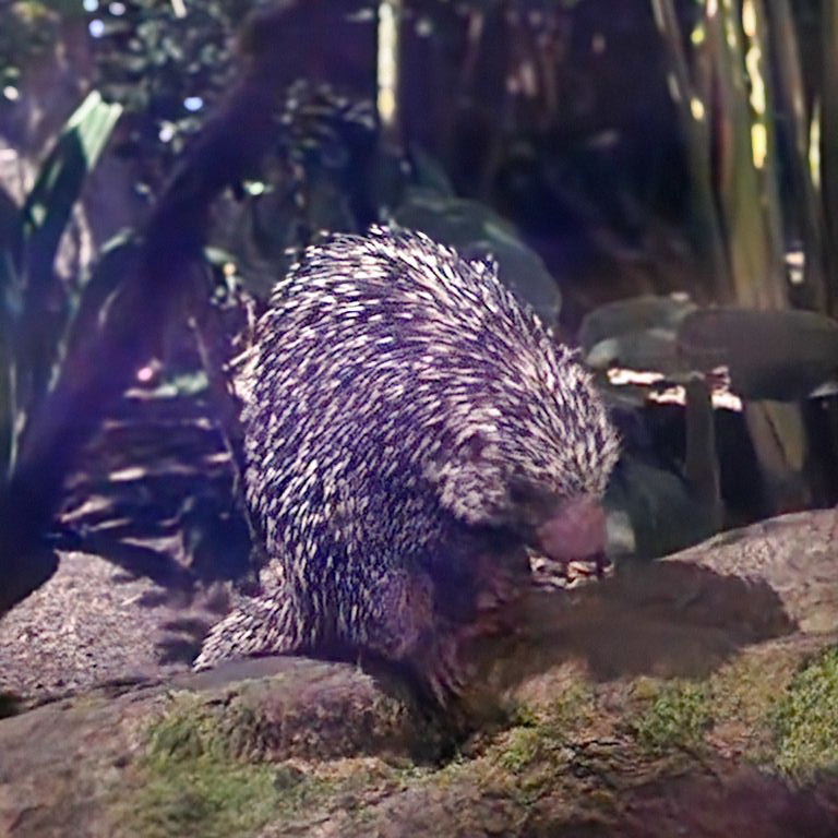 Brazilian Porcupine