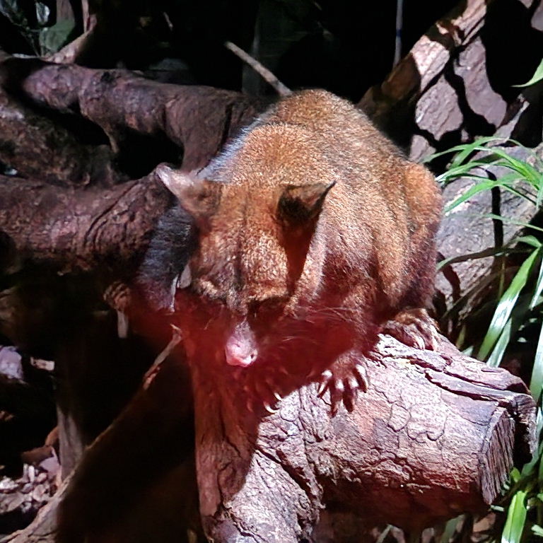Common Brush-tailed Possum