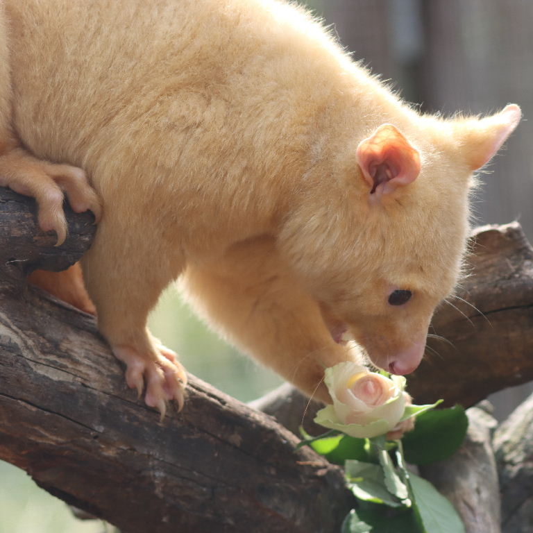 Golden Possum with rose