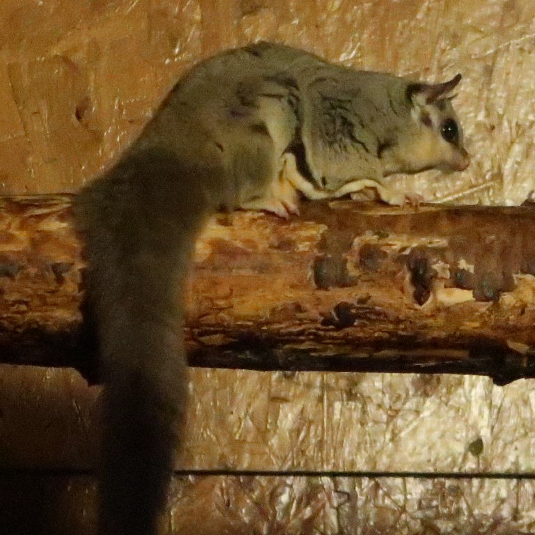 Squirrel Glider