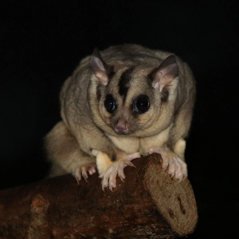 Squirrel Glider