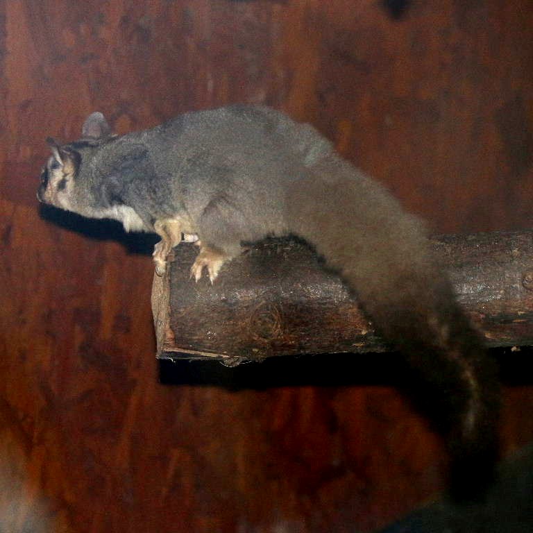 Squirrel Glider