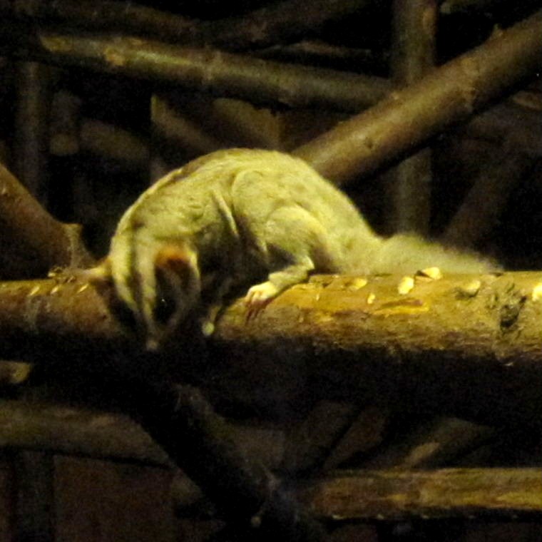 Squirrel Glider