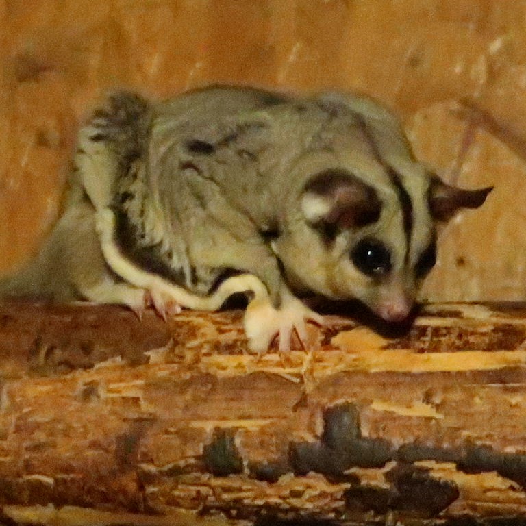 Squirrel Glider