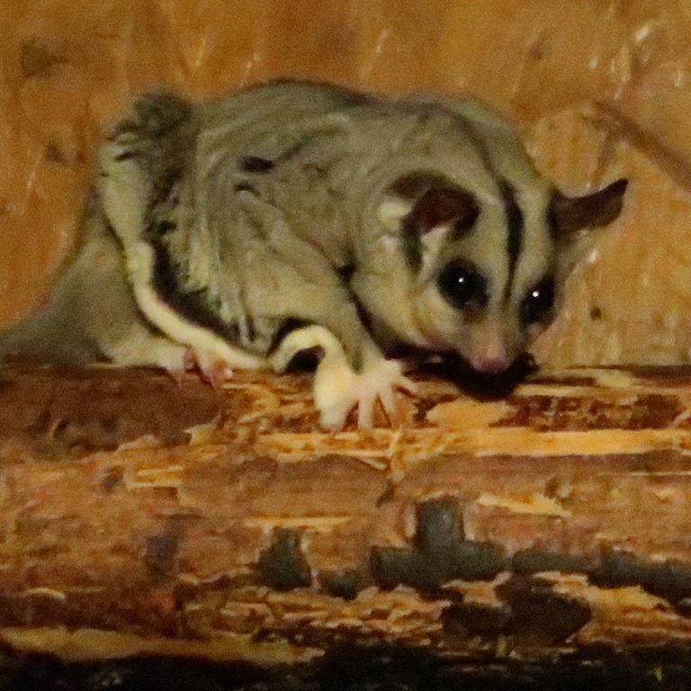 Squirrel Glider