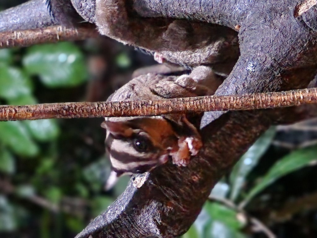 Sugar Glider