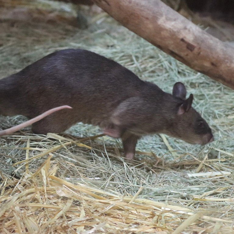 Gambian Pouched Rat