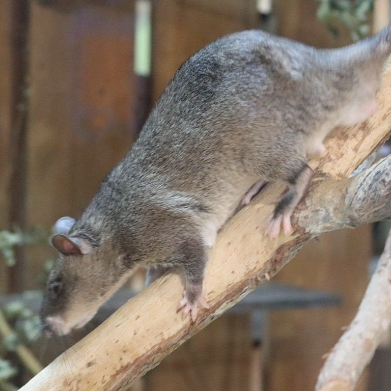Gambian Pouched Rat