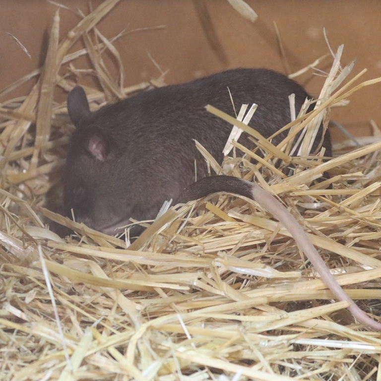 Gambian Pouched Rat