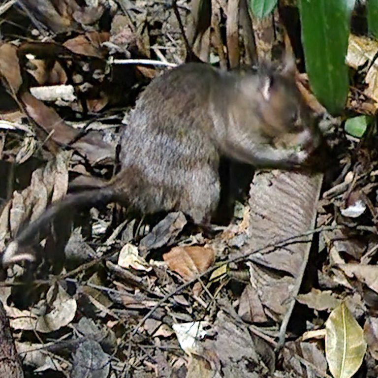 Gambian Pouched Rat