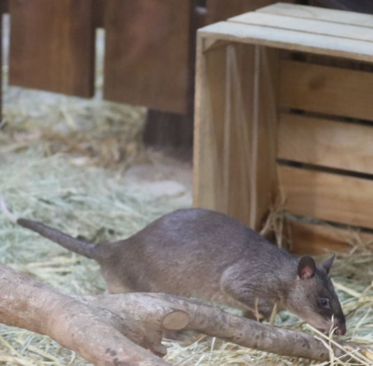 Gambian Pouched Rat