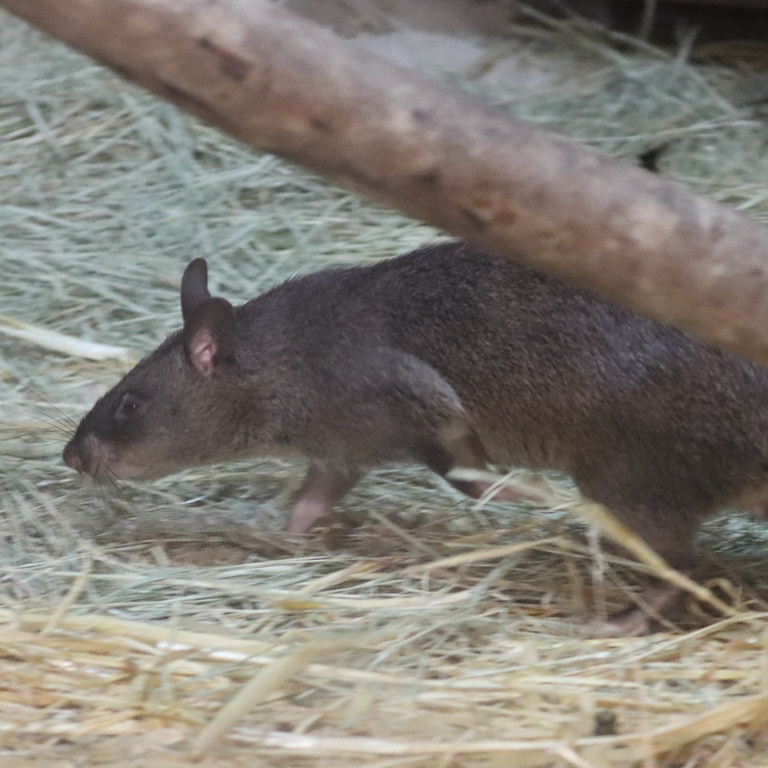 Gambian Pouched Rat