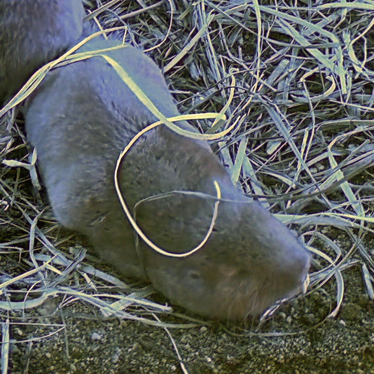 Mechow's Mole Rat