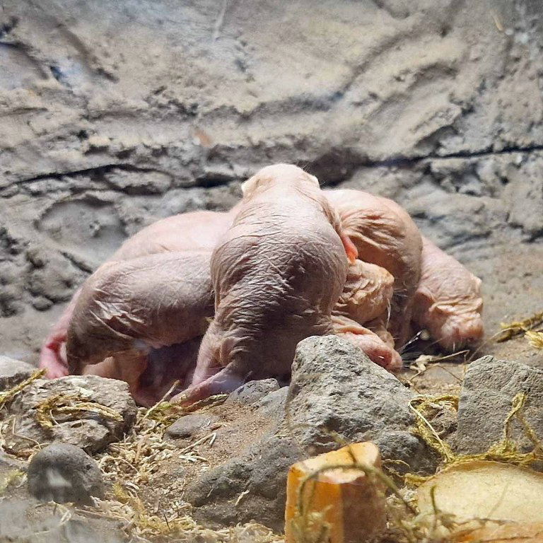 Naked Mole Rat