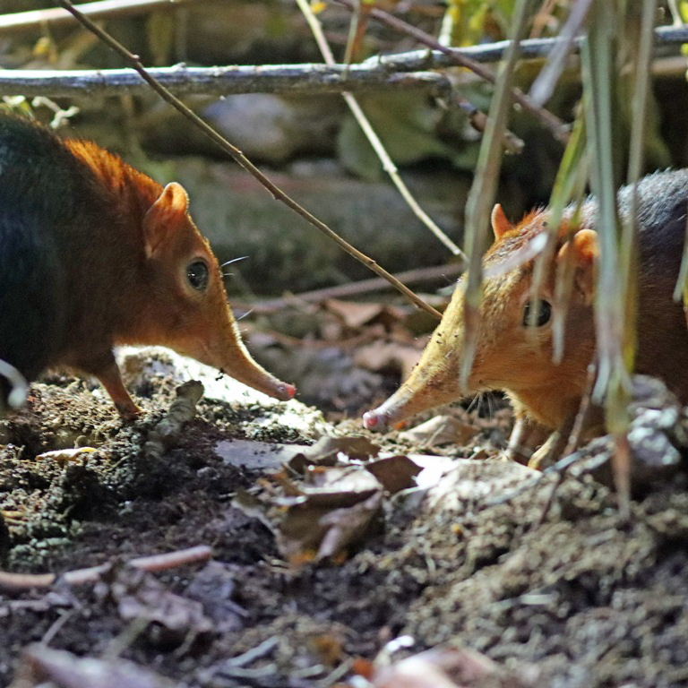 Black and Rufous Sengi