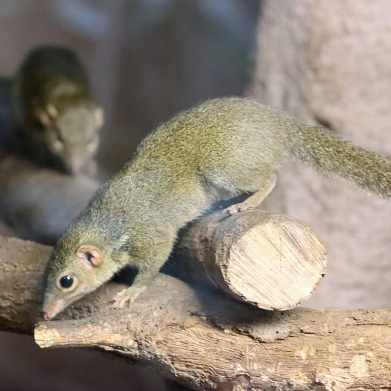 Northern Tree Shrew