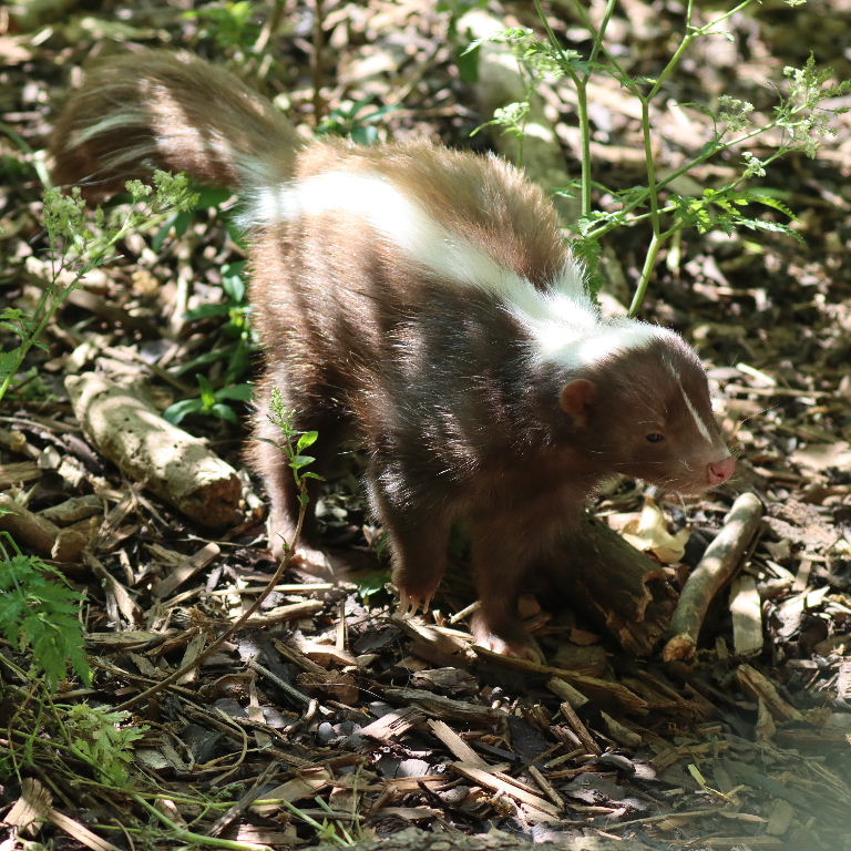 brown Striped Skunk
