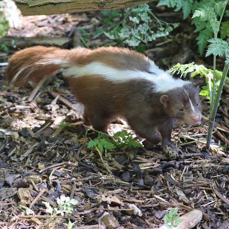 Striped Skunk