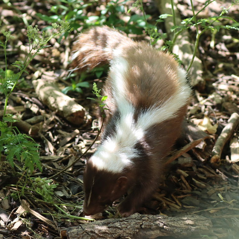 Striped Skunk