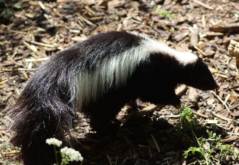 Striped Skunk
