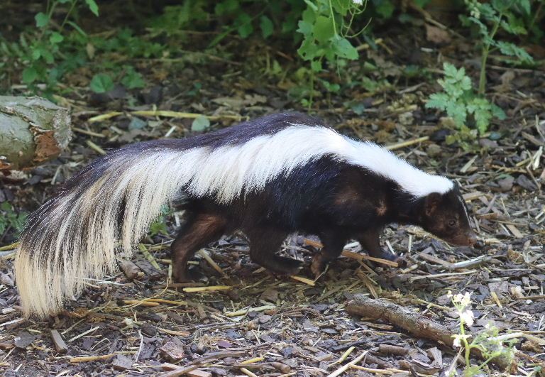 Striped Skunk