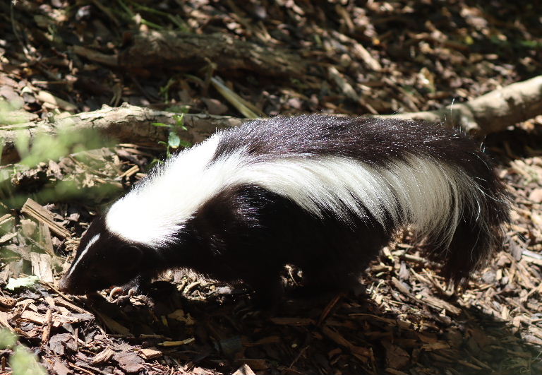 Striped Skunk