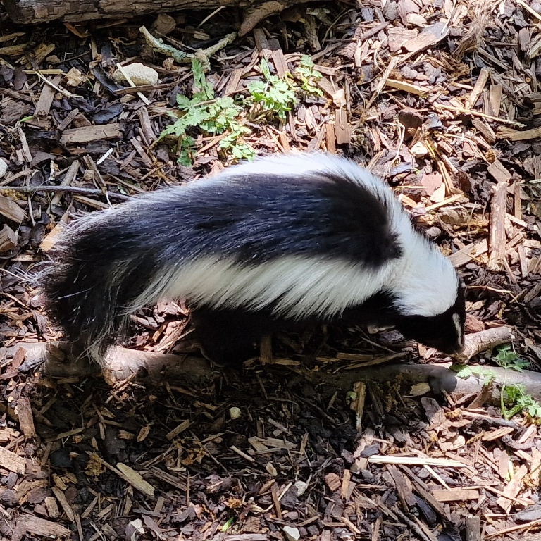 Striped Skunk