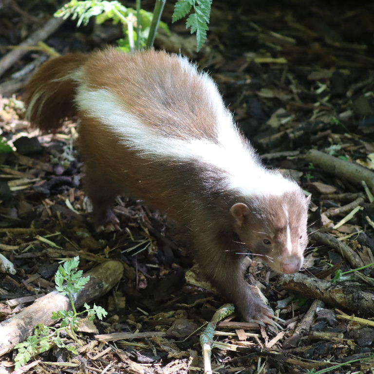brown Striped Skunk