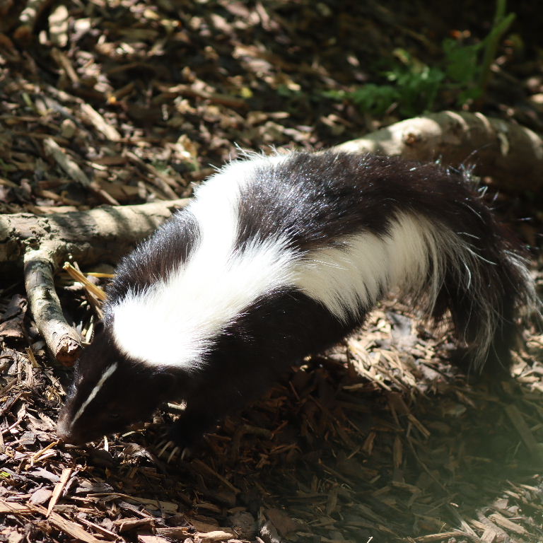 Striped Skunk
