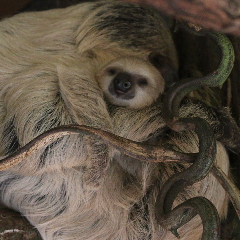 Two-toed Sloth with baby