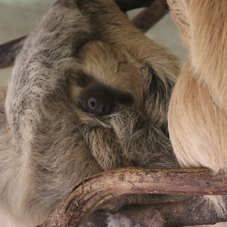 Two-toed Sloth with baby