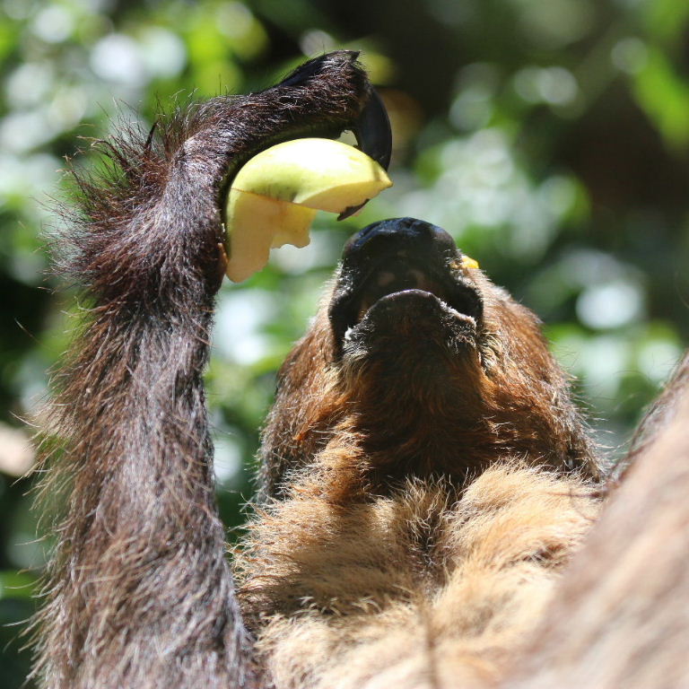 Two-toed Sloth eating apple