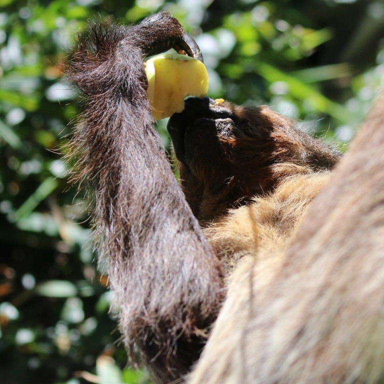 Two-toed Sloth with apple