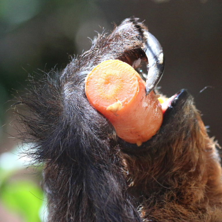 Two-toed Sloth with carrot