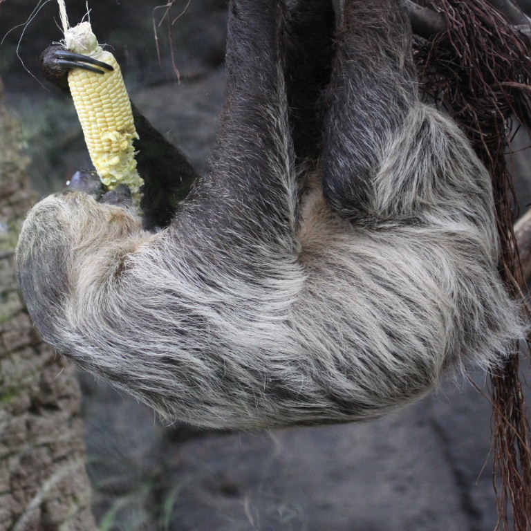 Two-toed Sloth with corn cob
