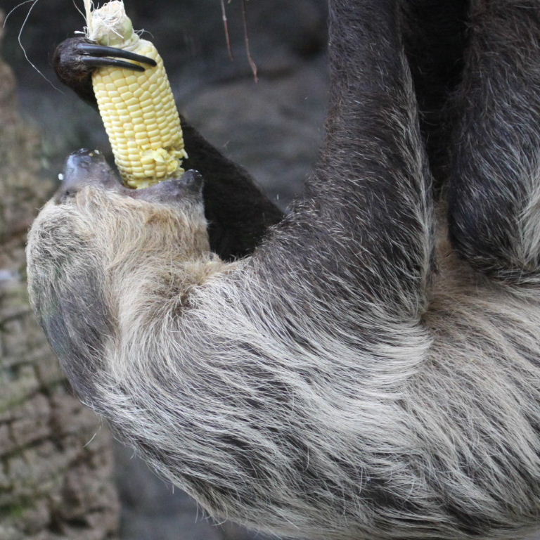 Two-toed Sloth eating maize