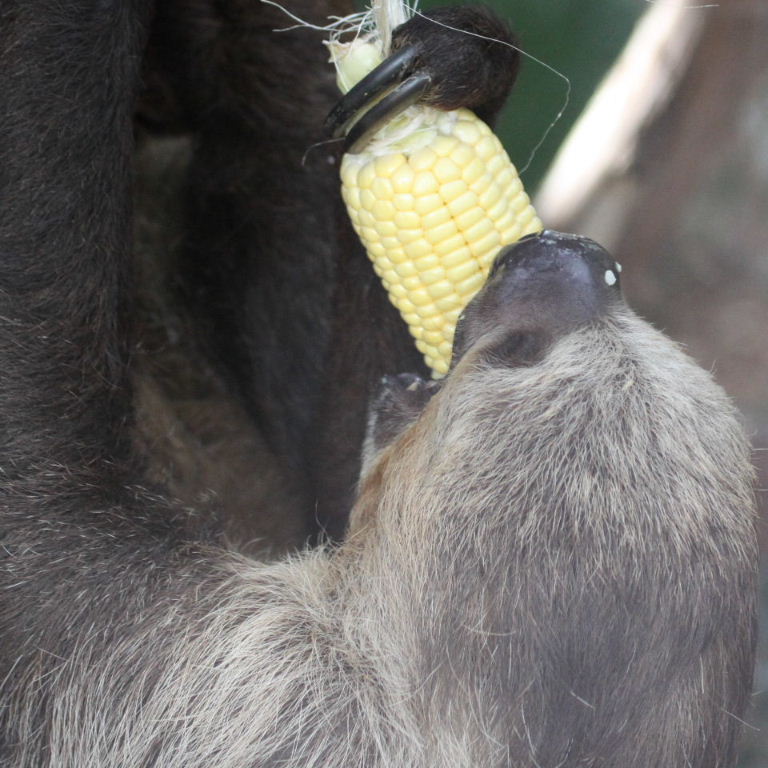 Two-toed Sloth eating corn