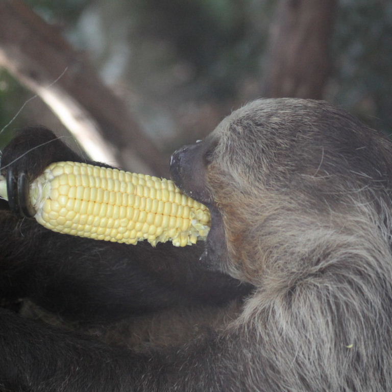 Two-toed Sloth eating