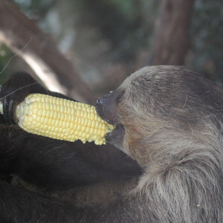 Two-toed Sloth eating corn on the cob
