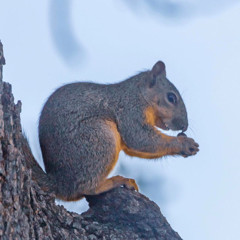 Fox Squirrel
