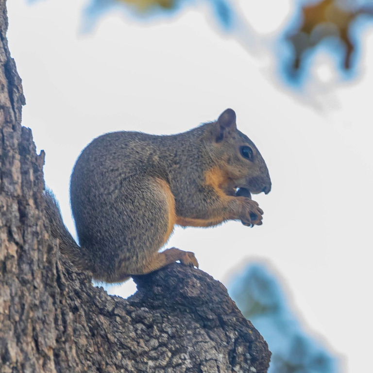 Fox Squirrel