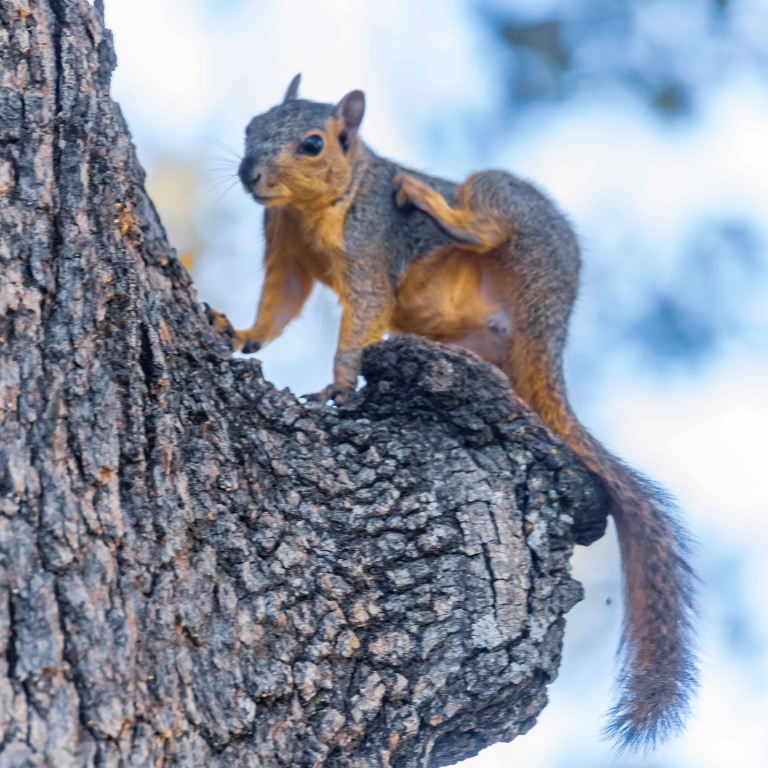 Fox Squirrel